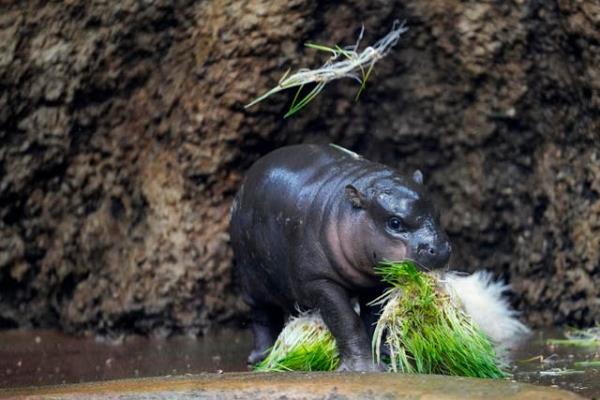 Strike the pose: First photoshoot for rare male pygmy hippo at Czech zoo